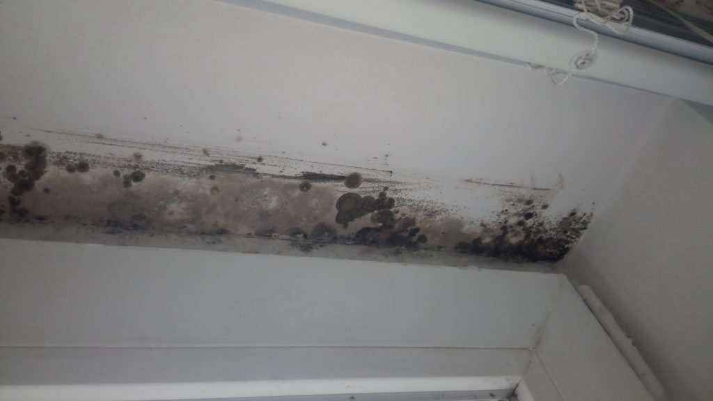 Mold in homes